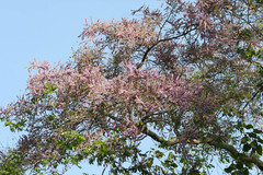 Lonchocarpus minimiflorus